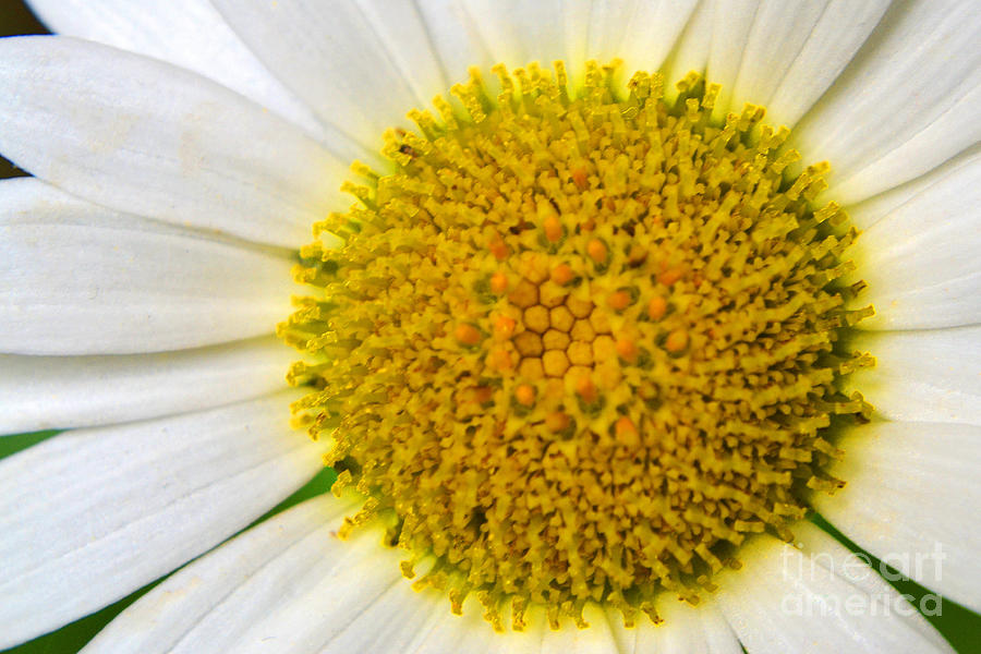 White Daisy Close Up Photograph by Amy Lucid