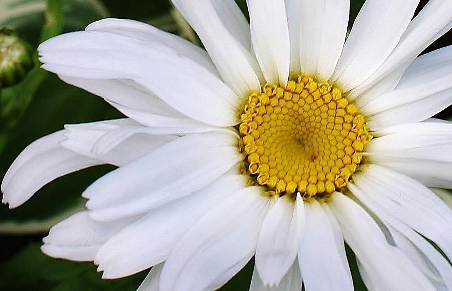 White Daisy Close Up Photograph by Bruce Bley
