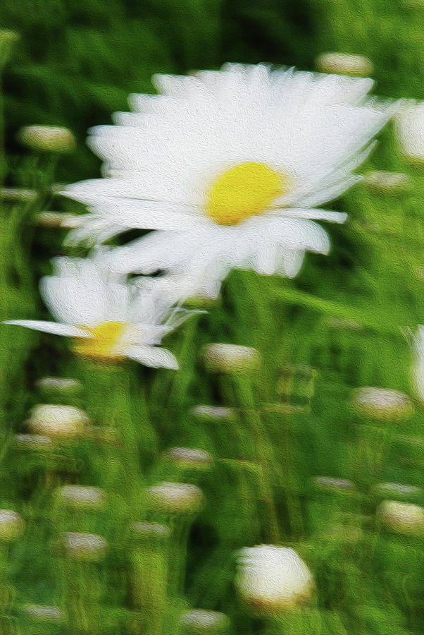 White daisy digital oil painting Photograph by Vishwanath Bhat