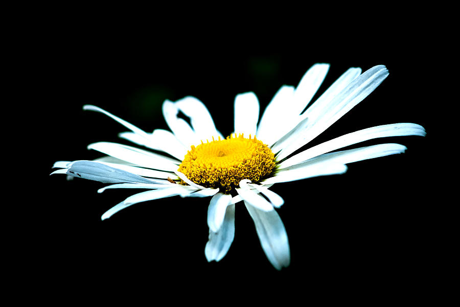 ابيض واسود - صفحة 88 White-daisy-flower-black-background-alexander-senin