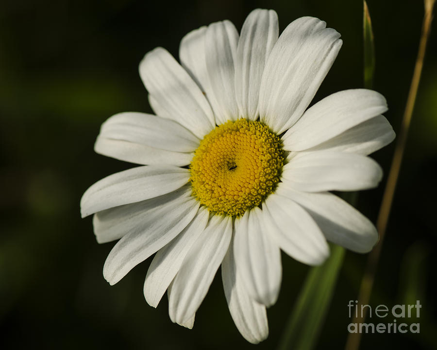 White Daisy Flower Photograph by JT Lewis