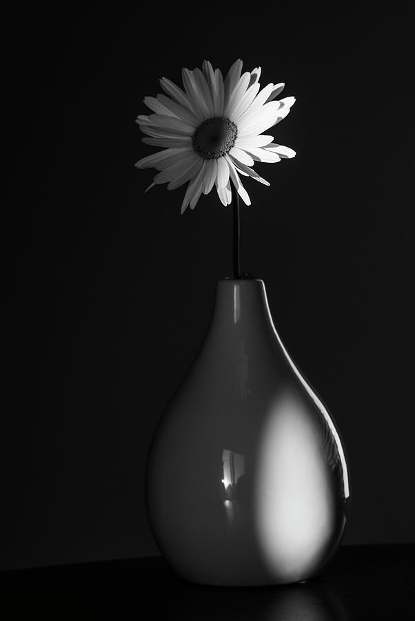 White daisy illuminated in monochrome Photograph by Vishwanath Bhat