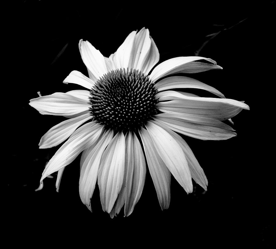 White Daisy In Black And White Photograph by Emilio Lovisa