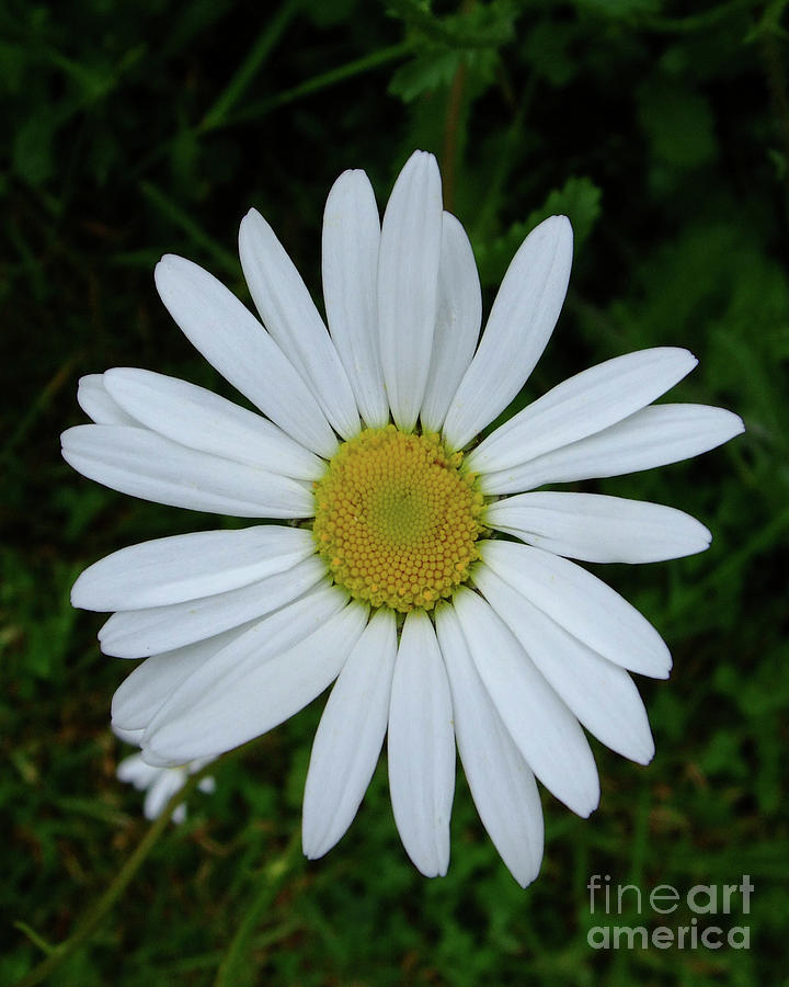 White Daisy Photograph by Julia Underwood