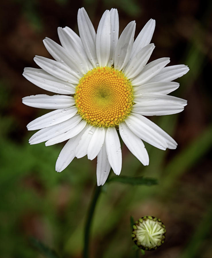 White Daisy Photograph by Karen Eubank - Fine Art America