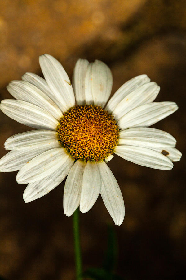 Daisy Photograph - White Daisy by Karol Livote