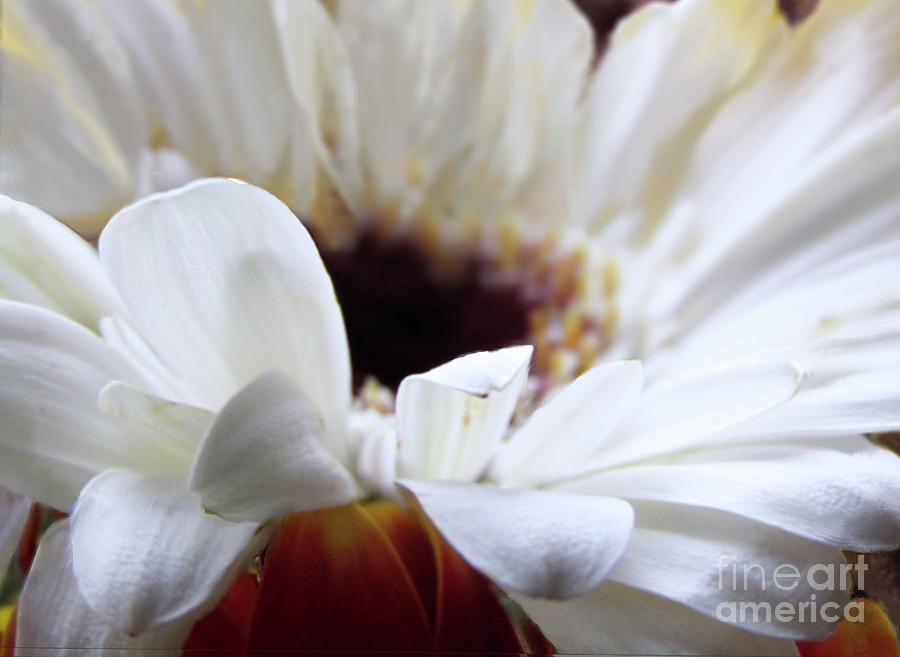 White Daisy Photograph by Kim Tran