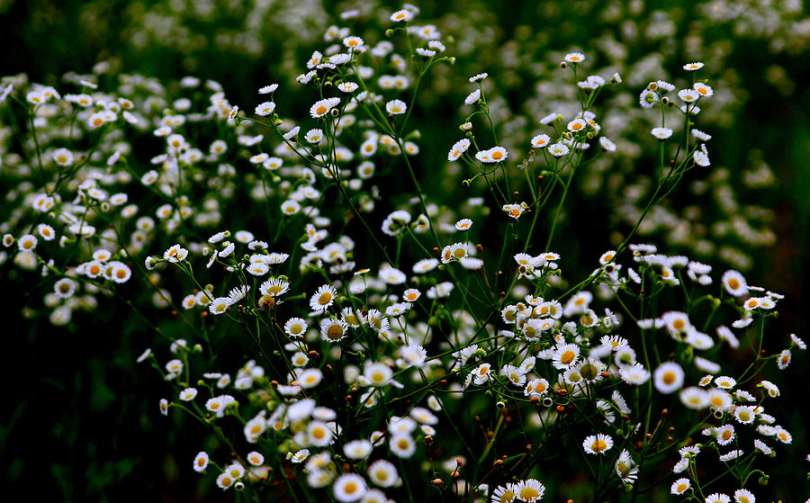 White Daisy Like Flower Photograph by Silpa Saseendran