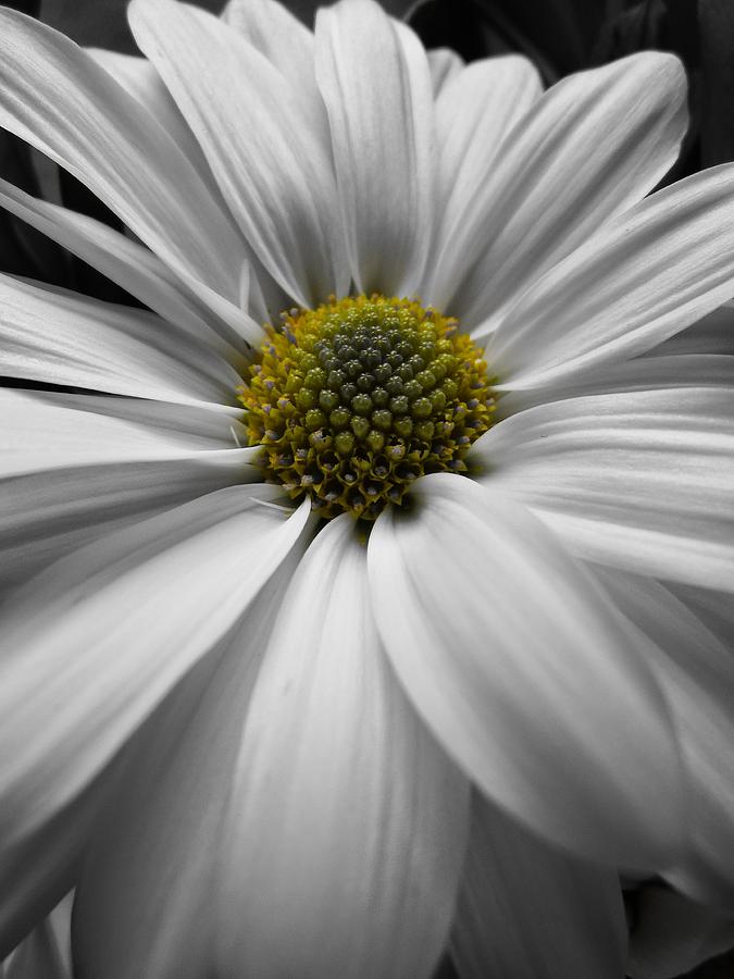 White Daisy Macro 1 Photograph by Andrew Rhine