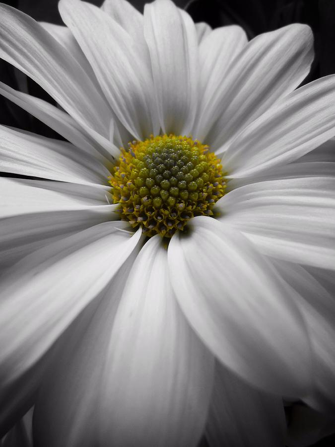 White daisy macro 2 Photograph by Andrew Rhine