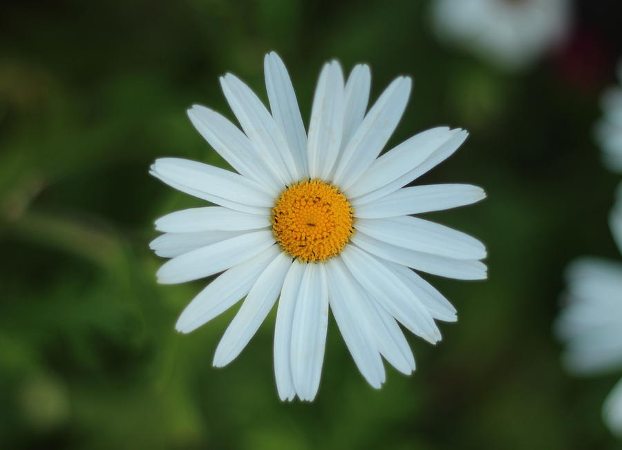 White Daisy Photograph by Marisa McFarlane - Fine Art America