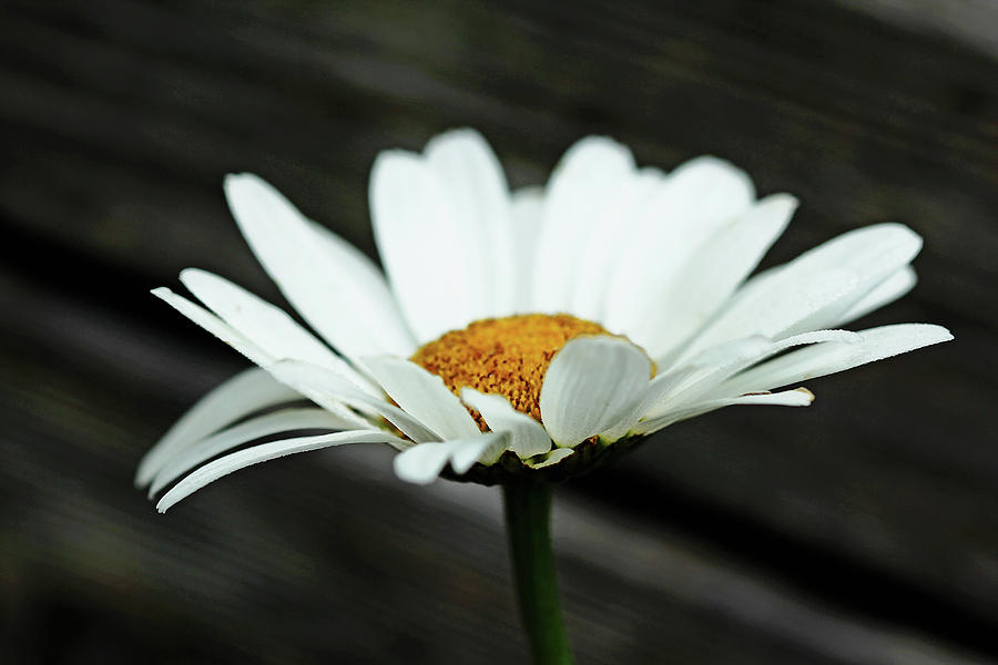 White Daisy On Wood Photograph by Debbie Oppermann