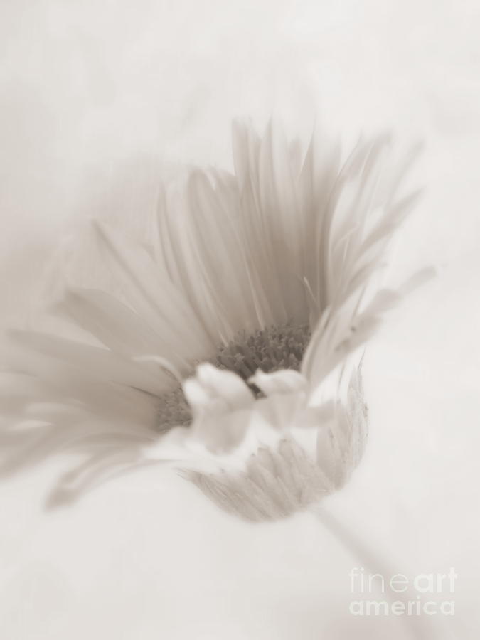 White Daisy - Purity Photograph by Ella Kaye Dickey