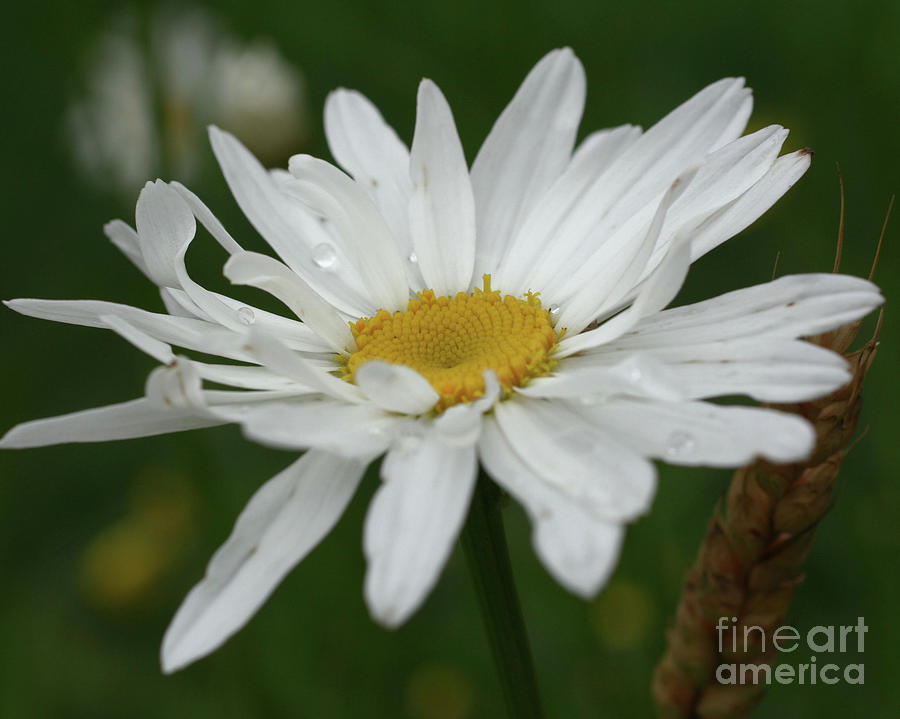 White Daisy Photograph by Smilin Eyes Treasures