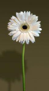 Daisy Photograph - White Daisy With Olive Background by Paul Duda Daisy Photograph - White Daisy With Olive Background by Paul Duda