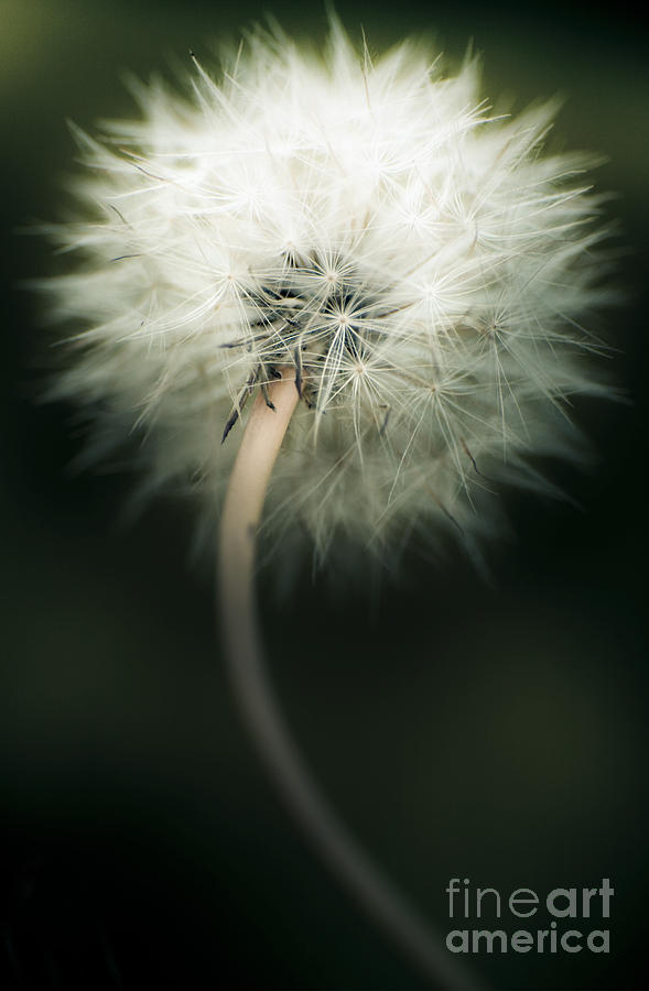 White Dandelion Photograph by Jorgo Photography