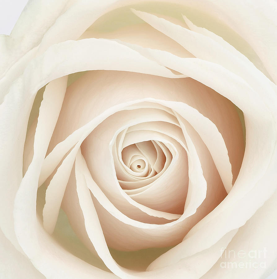 White Dawn Rose Photograph