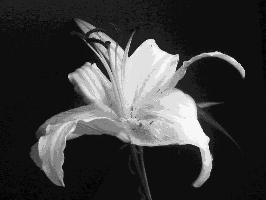 White Day Lily in BW Digital Art by Margie Avellino