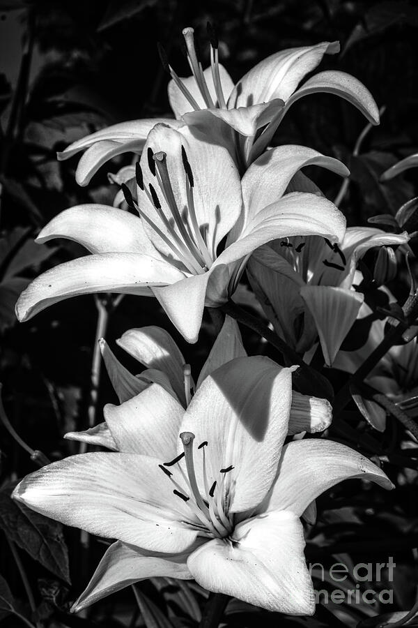 White Day Lily Photograph by Robert Bales
