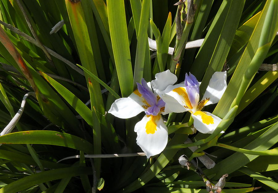 White  Daylilies 2 Photograph by Richard Thomas