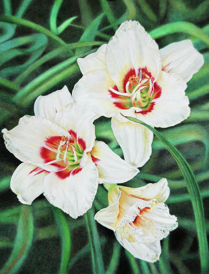 White Daylilies Trio Drawing by Terry Mellway Fine Art America