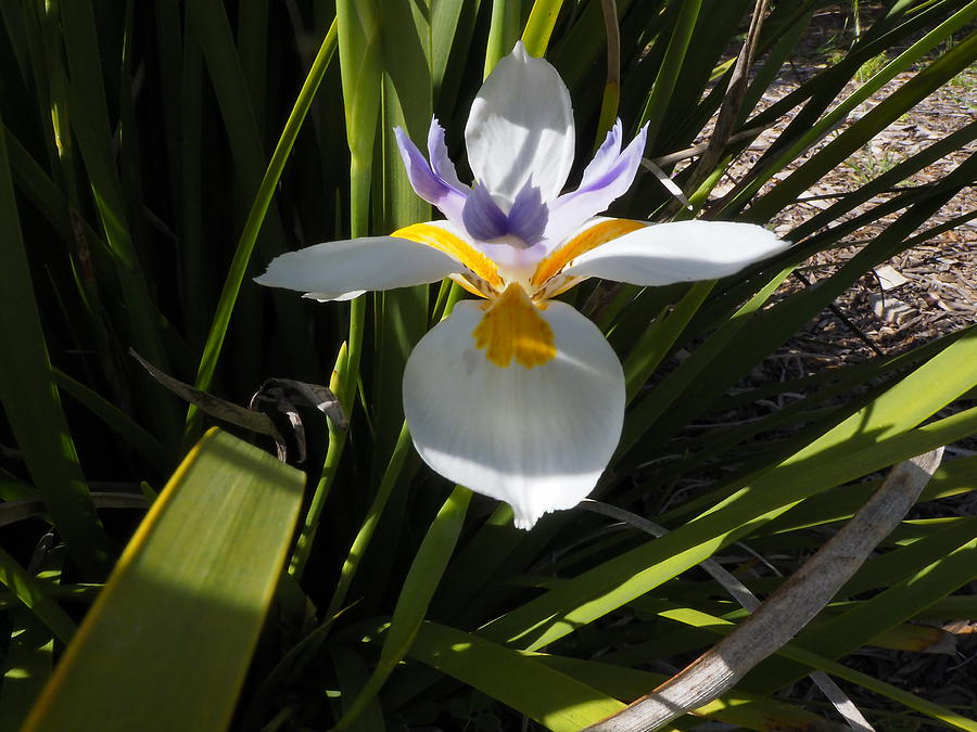 Single White Day Lily Photograph
