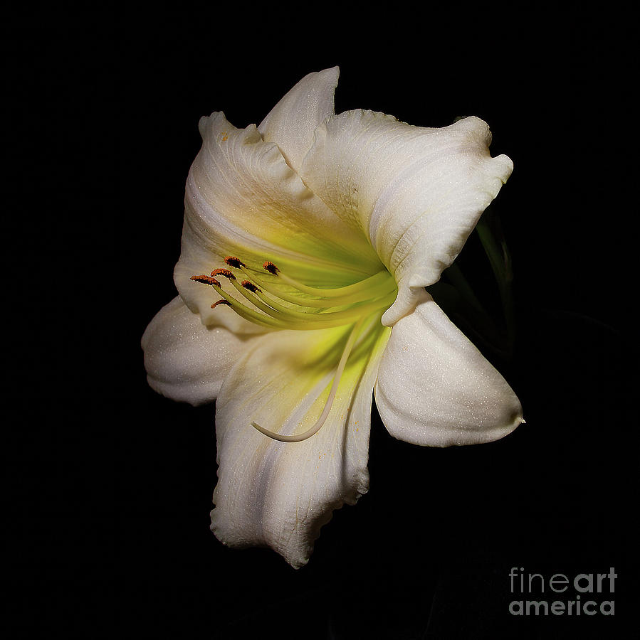 White Daylily in the Garden Photograph by Ann Jacobson