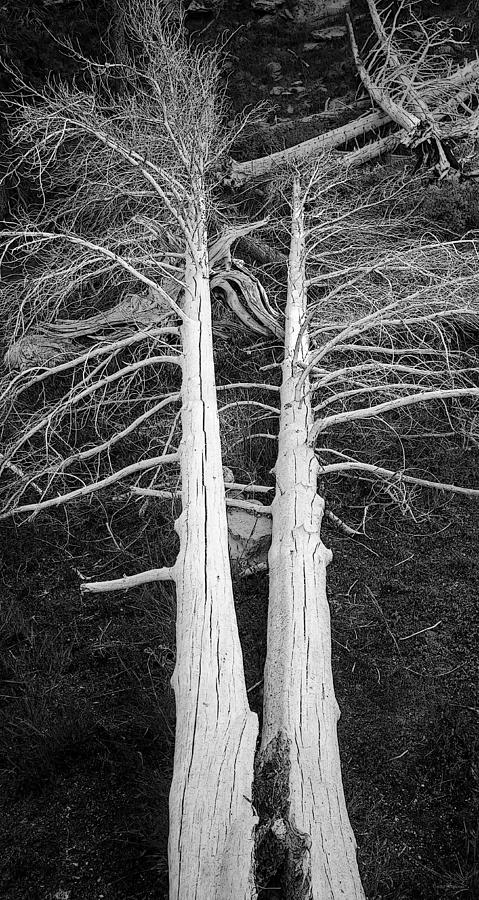 White Dead Trees Photograph by Crystal Wightman