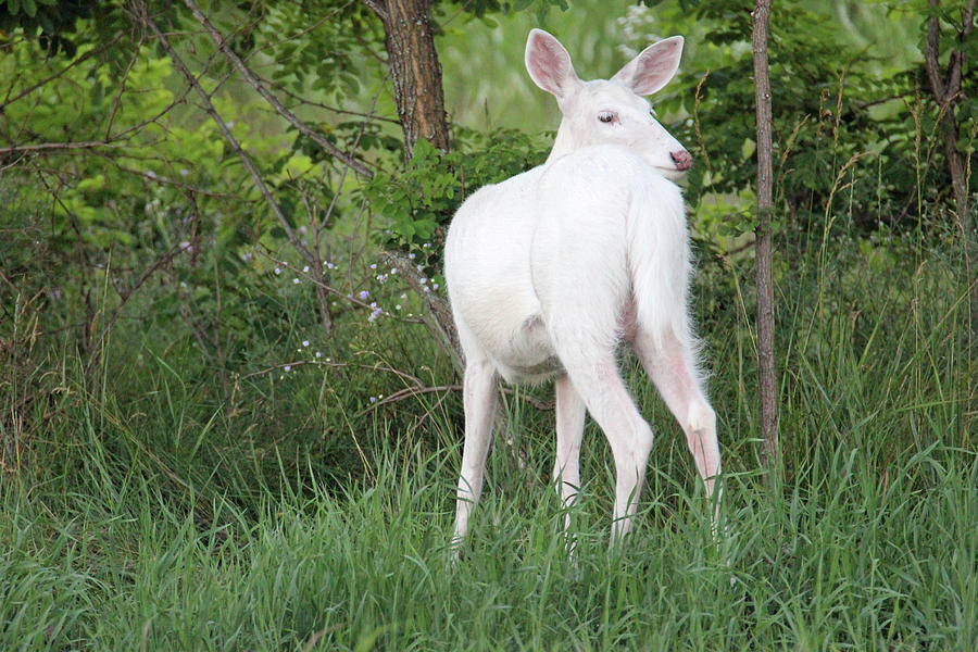 White Deer 1 Photograph by Brook Burling
