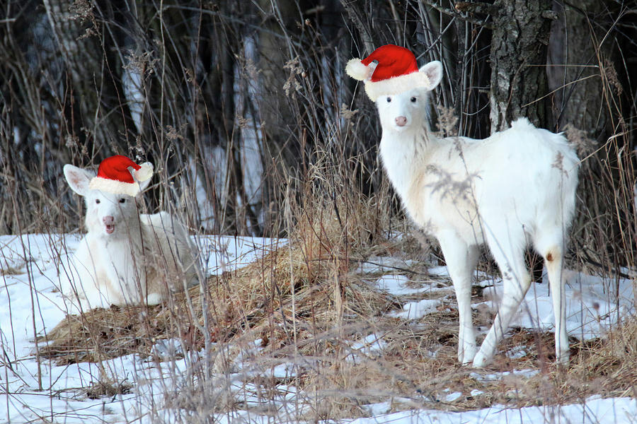 White Deer Christmas Photograph by Brook Burling