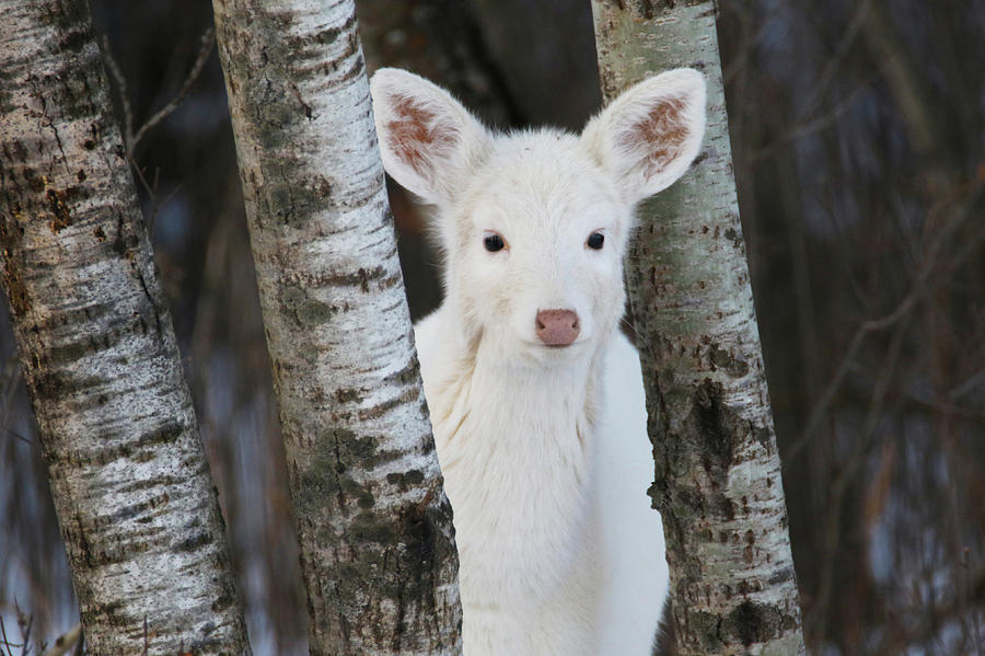 White Deer Face Photograph by Brook Burling