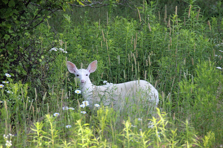 White Deer Fawn Photograph by Brook Burling White Deer Fawn Photograph by Brook Burling