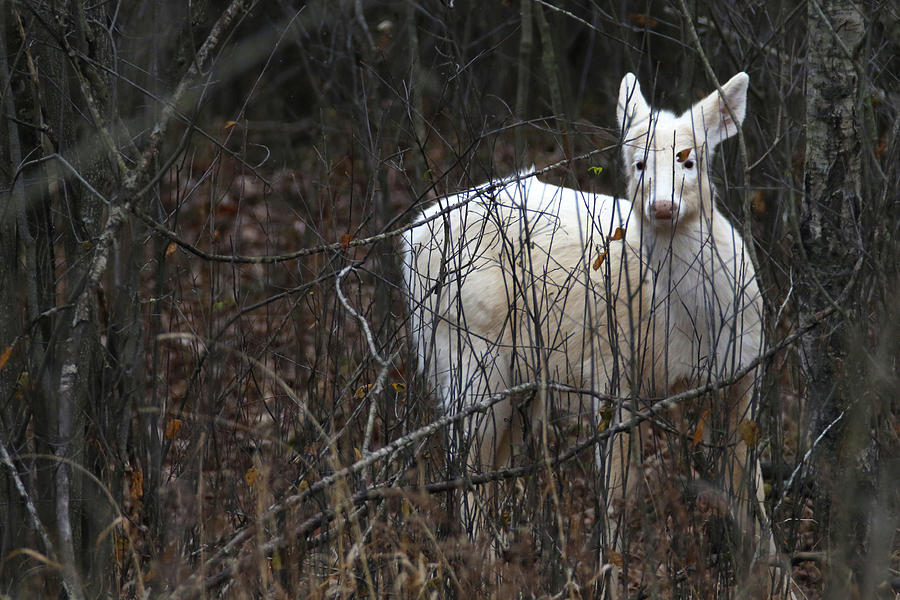 White Deer in Brush Photograph by Brook Burling