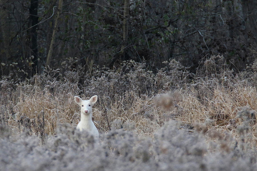 White Deer in Weeds Photograph by Brook Burling
