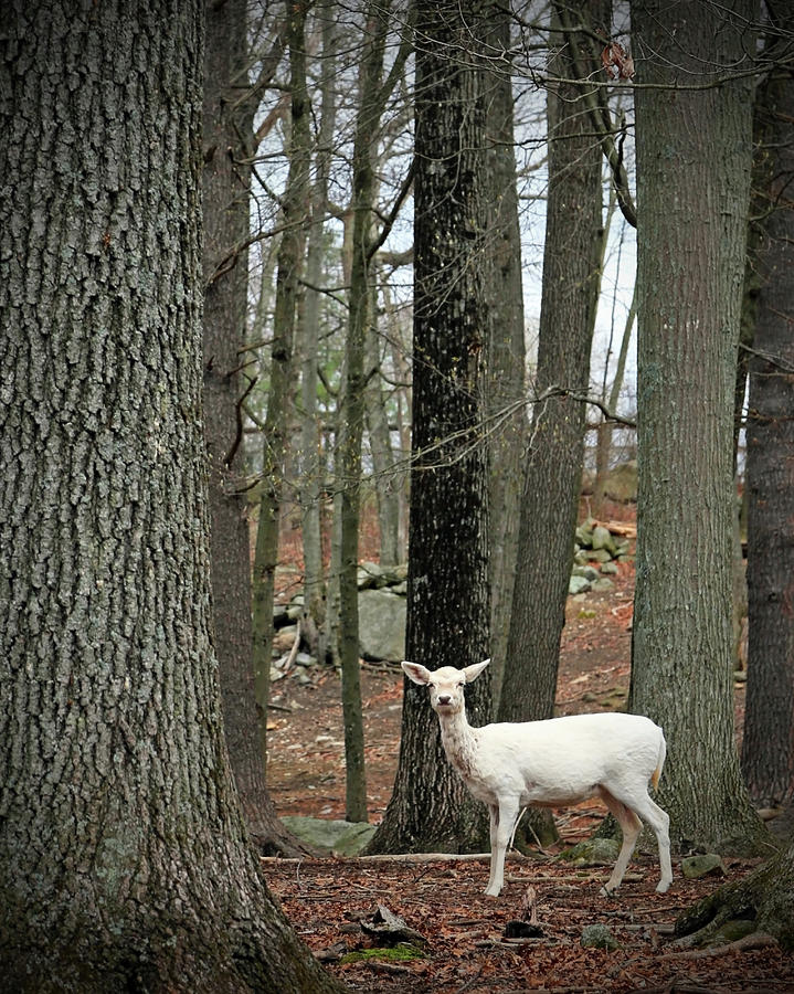 White Deer In Woodland Forest Photograph by Brooke T Ryan