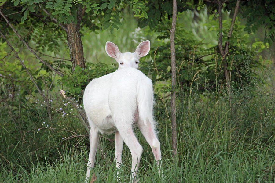 White Deer Peer Photograph by Brook Burling