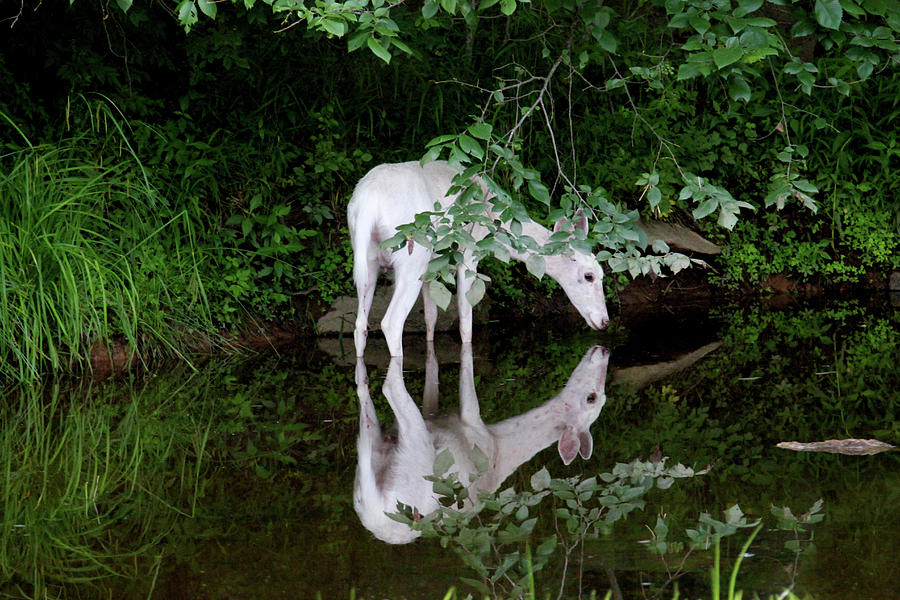 White Deer Reflection Photograph by Brook Burling