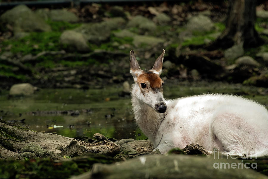 White Deer Photograph by Sam Rino