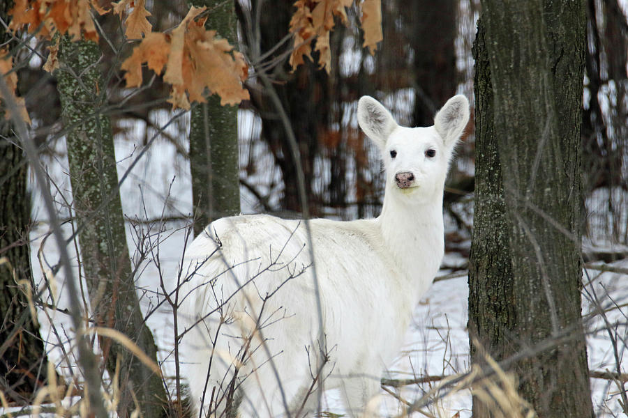 White Deer Vistor Photograph by Brook Burling