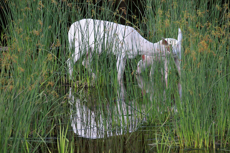 White Deer Wading In Water 2 Photograph by Brook Burling