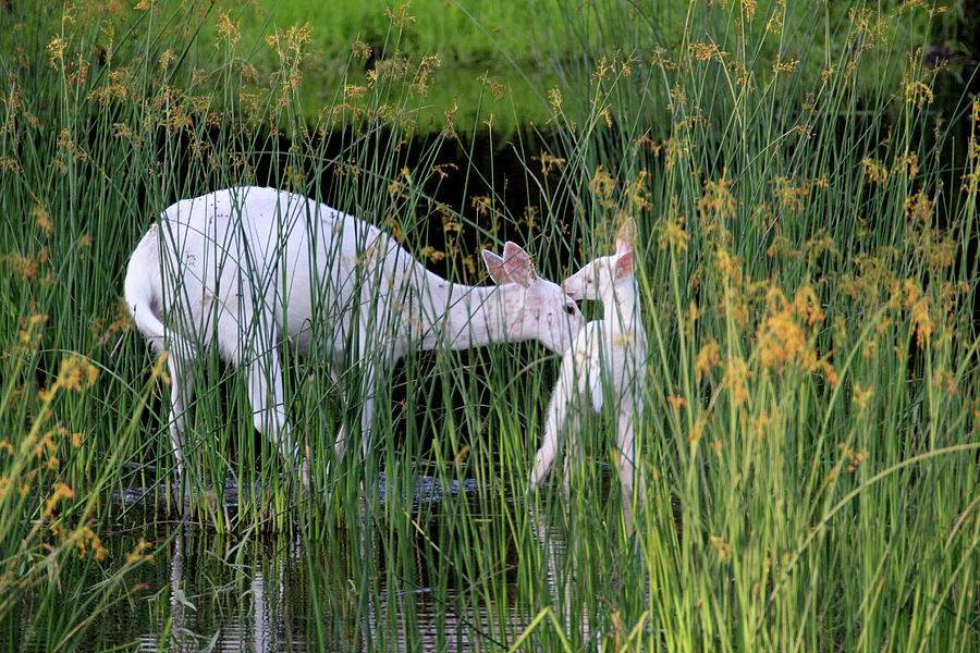 White Deer Wading in Water 3 Photograph by Brook Burling