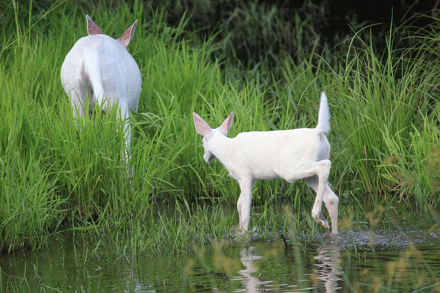 White Deer Wading in Water 4 Photograph by Brook Burling