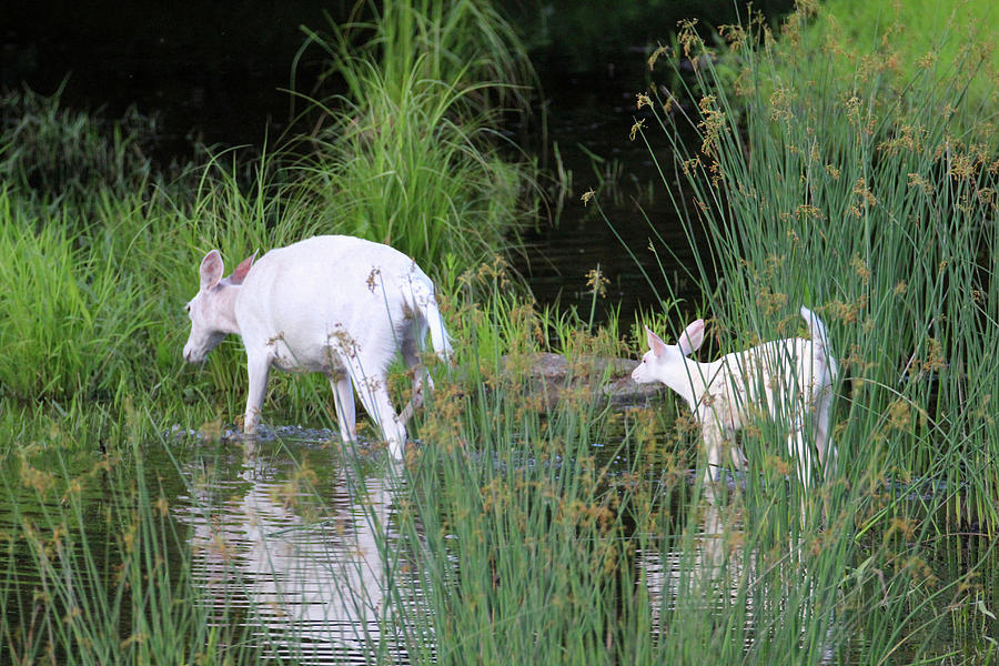 White Deer Wading in Water Photograph by Brook Burling