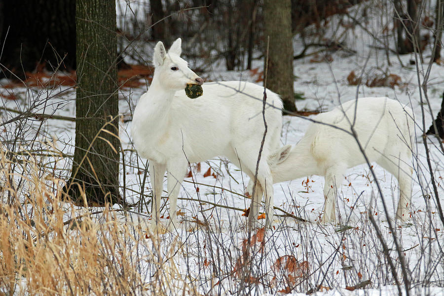 White Deer With Squash 2 Photograph by Brook Burling