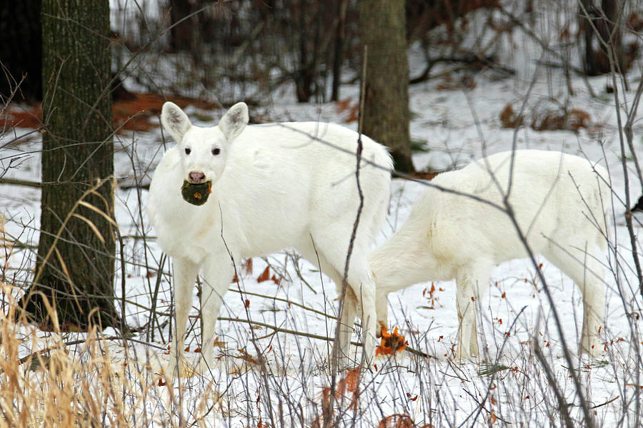 White Deer With Squash 3 Photograph by Brook Burling