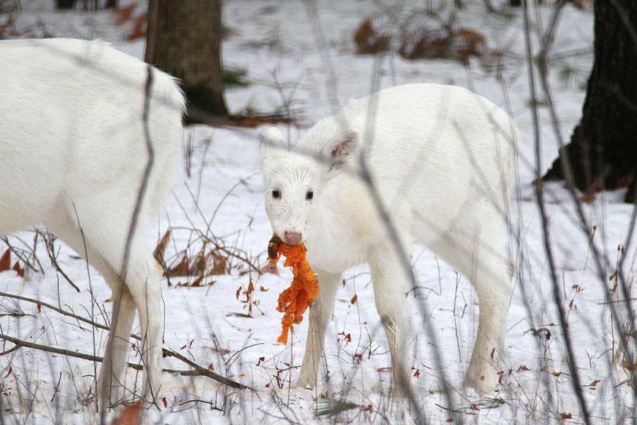 White Deer With Squash 5 Photograph by Brook Burling