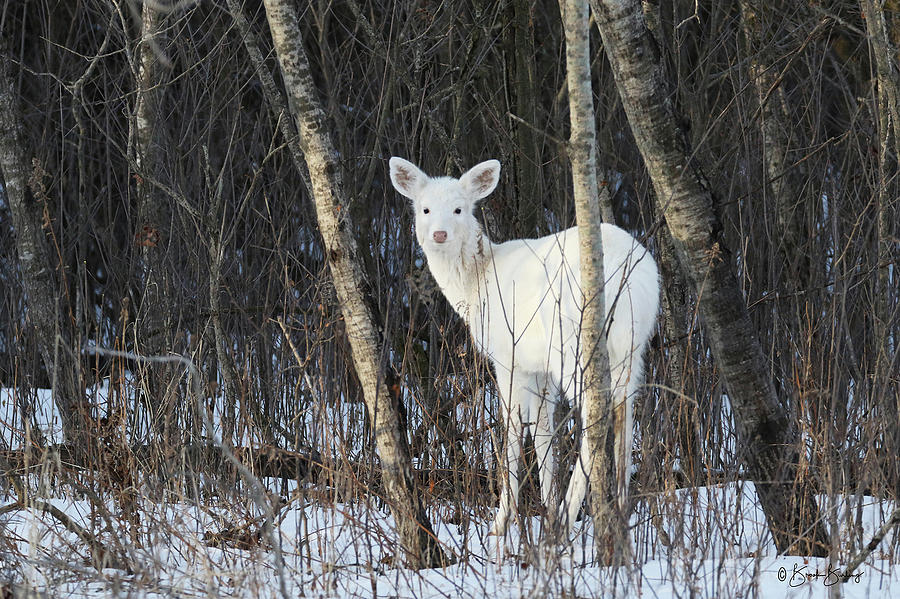 White Deer Woods 1 Photograph by Brook Burling