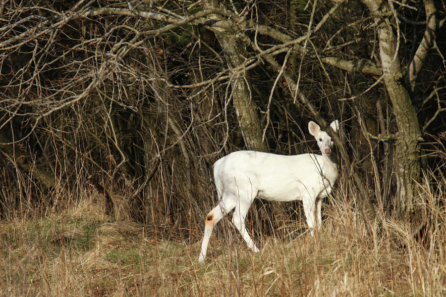 White Deer Woods 2 Photograph by Brook Burling