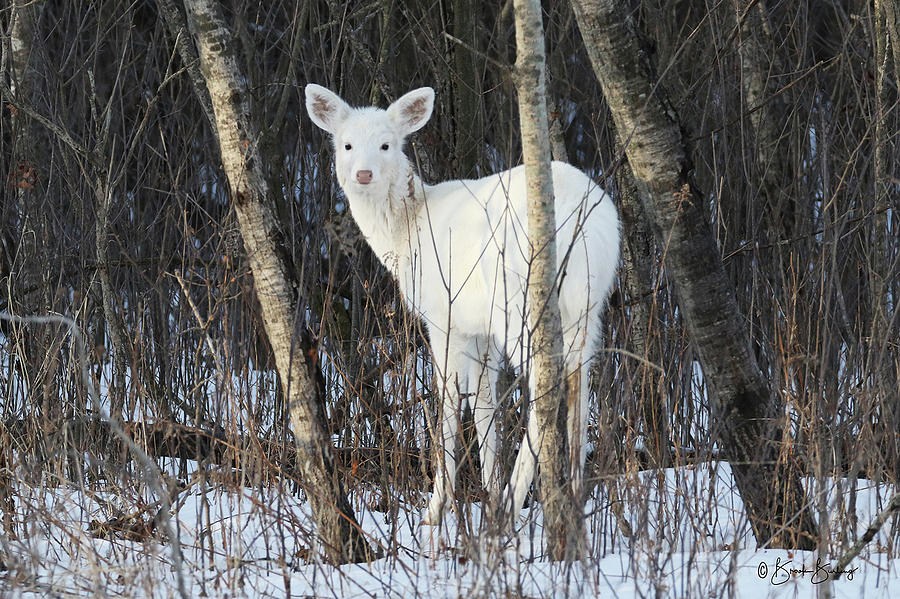 White Deer Woods 3 Photograph by Brook Burling