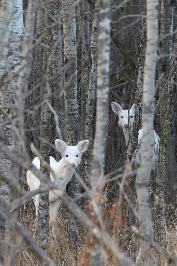 White Deer Woods Photograph by Brook Burling